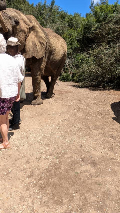 Partial view of people and an elephant's feet.