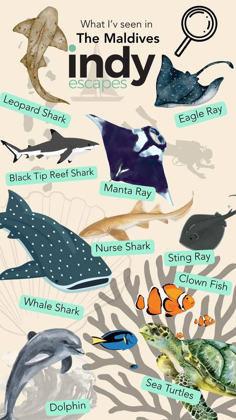       An educational display showing illustrations of different types of sharks and rays.
  