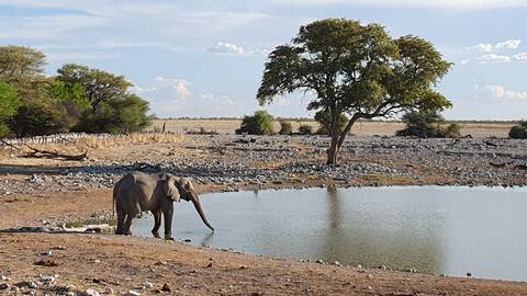       An elephant drinking from a waterhole in a dry landscape.
  