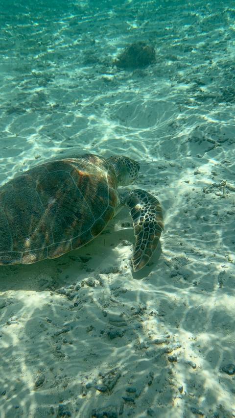       Sea turtle swimming through sunlit waters.
  