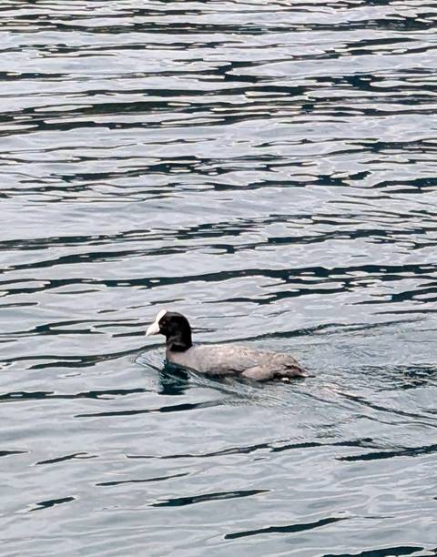       Photo d'avis client sur Le meilleur de l'Équateur 
  