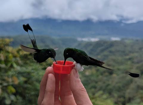      Two hummingbirds feeding from a person's hand in a mountainous area.
  