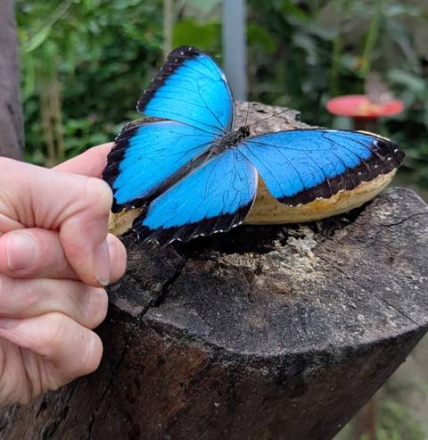       A person's hand holding a blue butterfly on a tree.
  