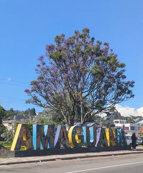       Tree with purple flowers in an urban setting.
  