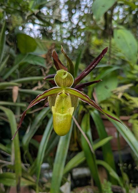       Close-up of an exotic orchid in a garden.
  