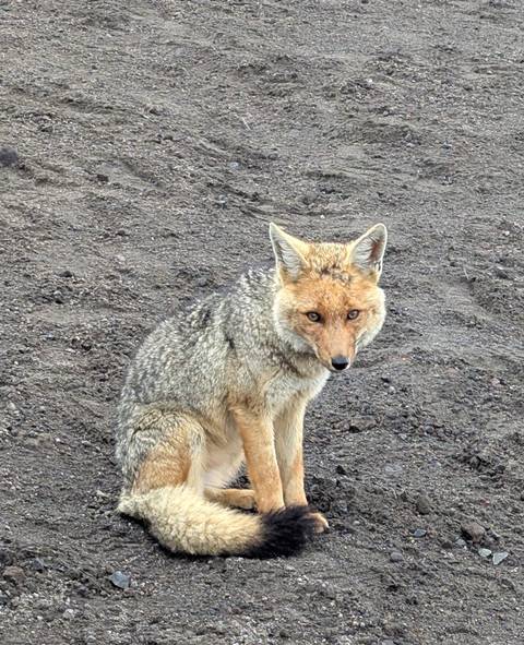       A coyote sitting on rocky ground.
  