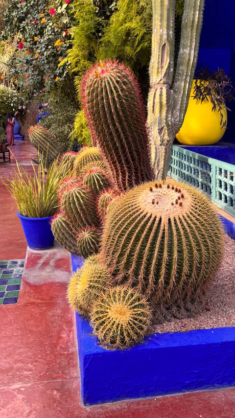 Various cacti in decorative painted pots.