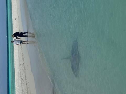       Two people walking along a beach with a visible ray in the shallow water.
  