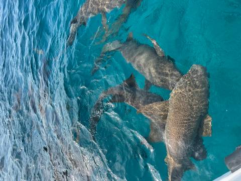       Several nurse sharks swimming in clear blue water.
  