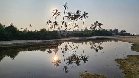 Palm trees reflecting in the water at sunset on a beach.
