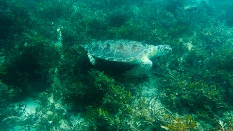 An underwater scene with a sea turtle swimming over a seabed covered with algae.