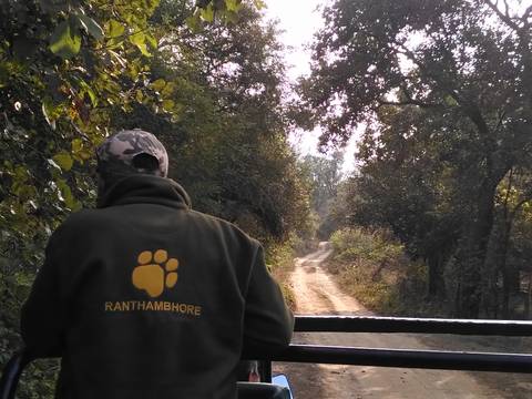 Person with 'Ranthambhore' jacket facing a forest path.