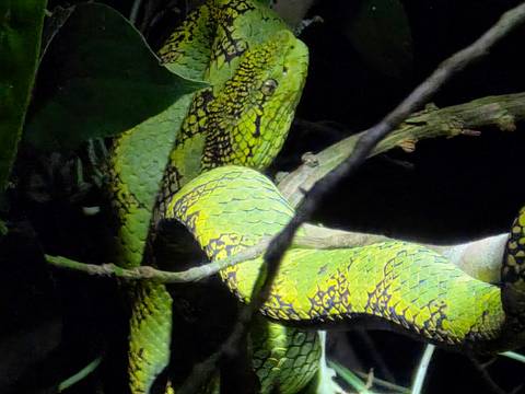 A vibrant green tree snake coiled around branches.