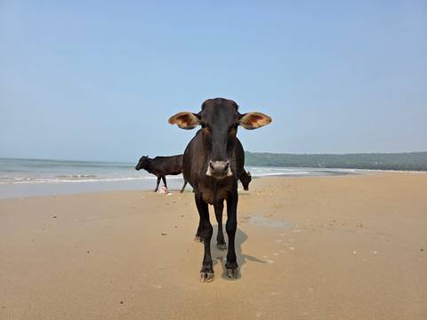 Cows on a sandy beach with the ocean in the background.