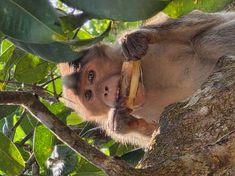       Monkey eating a fruit while sitting on a tree branch.
  
