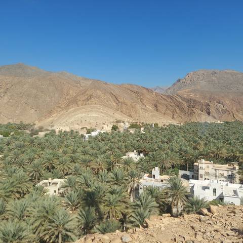 Oman village surrounded by palm trees with mountains in the background.