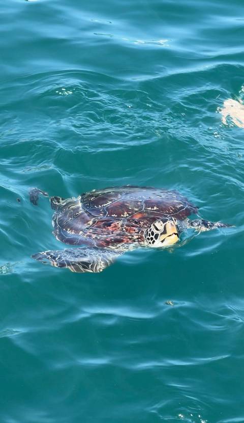       A sea turtle swimming in clear turquoise water
  