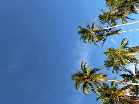       Palm trees against a clear blue sky
  