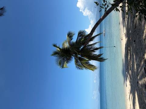       A lone palm tree on a beach with calm blue waters
  
