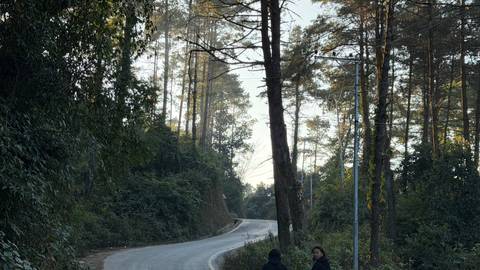       Pathway in a forested area with people walking.
  