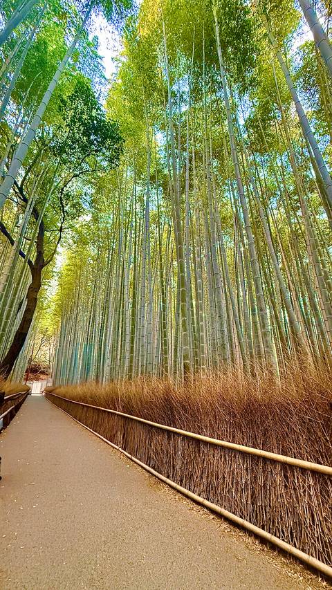 Bamboo forest with tall green stalks.