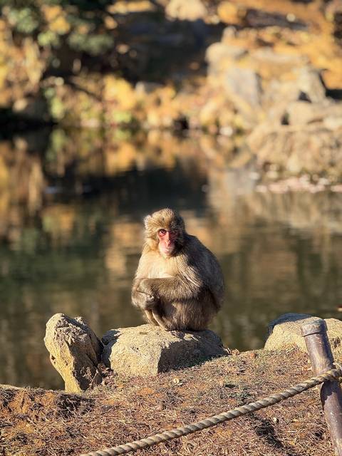 Monkey sitting by a water body.