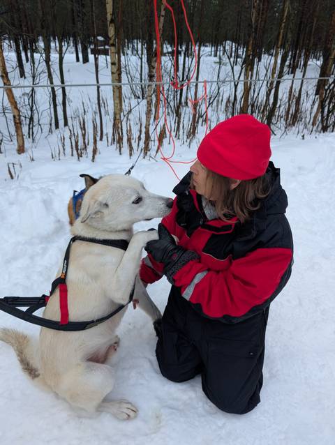 Person interacting with a sled dog in a snowy setting.