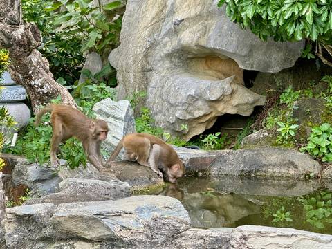 Monkeys drinking water from a rock pool.