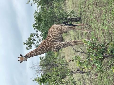       A lone giraffe standing in African savanna.
  