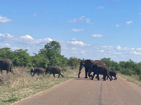       Herd of elephants crossing a road in a natural setting.
  