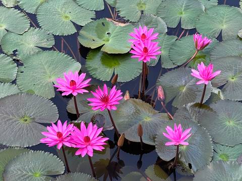       Pink water lilies and green lily pads on a pond.
  