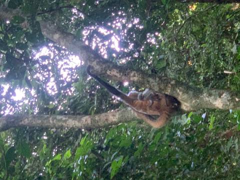       Blurry image of a monkey clinging to a tree.
  
