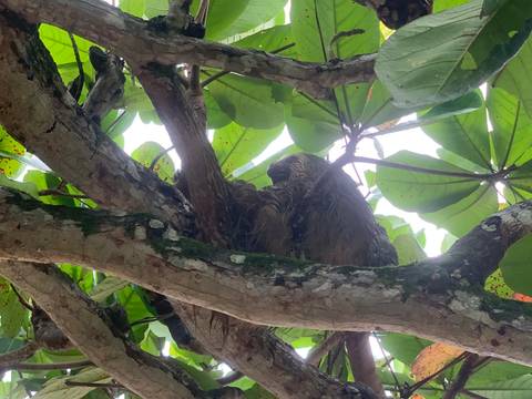A sloth resting high in a tree under broad leaves.