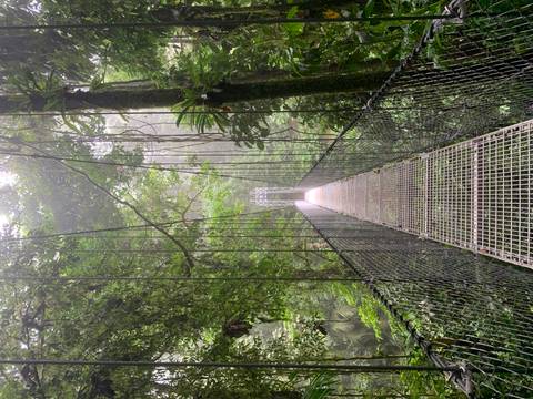 Suspension bridge in a lush rainforest environment.