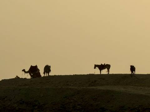 Silhouette of camels and horses on a ridge under a dusky sky.