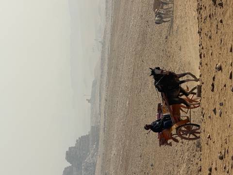       Horse-drawn carriage moving on the desert near pyramids.
  