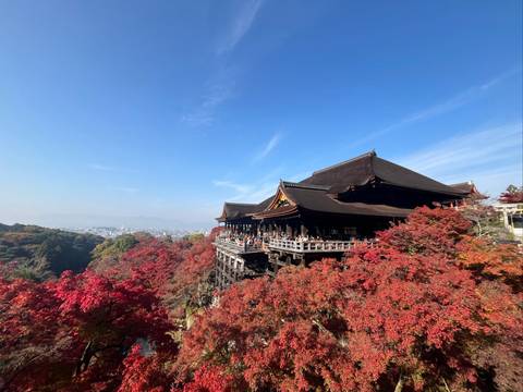 Traditional Japanese temple with autumn foliage in the foreground and distant city view.