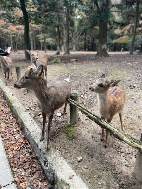 Klantbeoordelingsfoto van 8 Dagen Het Beste Van Japan Familie Kleine Groep (Max 15)(4 Sterren Hotels) 