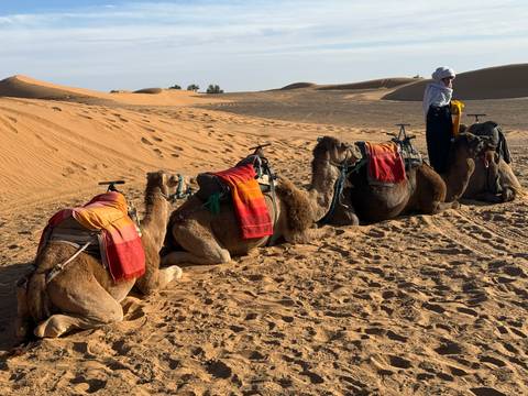       Camels resting in the desert with a person standing beside them.
  