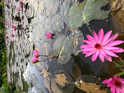 Close-up of pink water lilies on a pond.