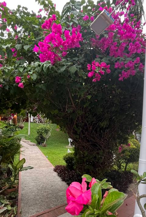 Lush garden with blooming pink flowers.