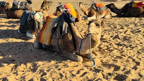       Close-up of camels resting on desert sand.
  