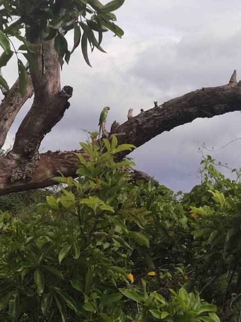 Parrots sitting on a tree branch with green leaves.