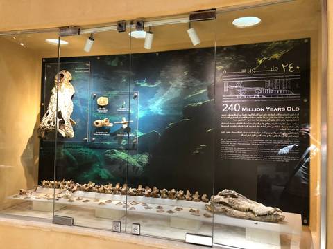 Fossils displayed in a glass exhibit.