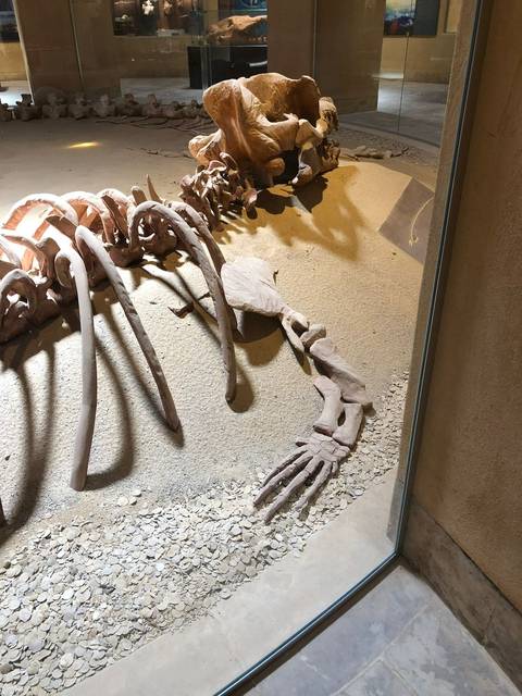       Close-up of fossil skeleton in a museum exhibit.
  