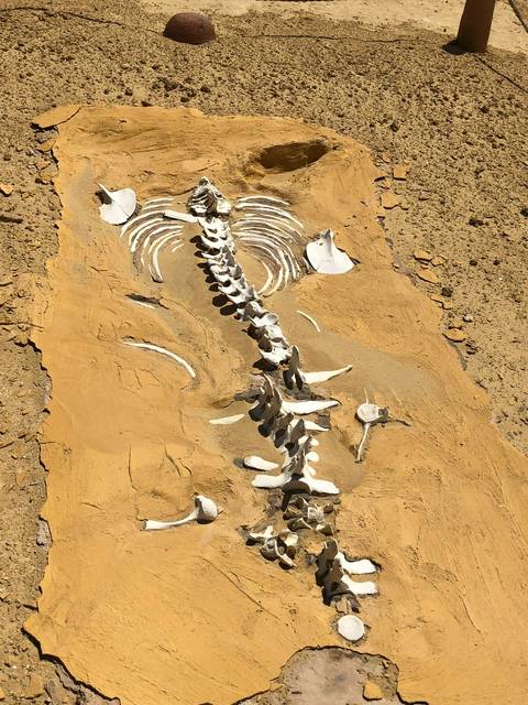 Fossil remains embedded in desert sand.