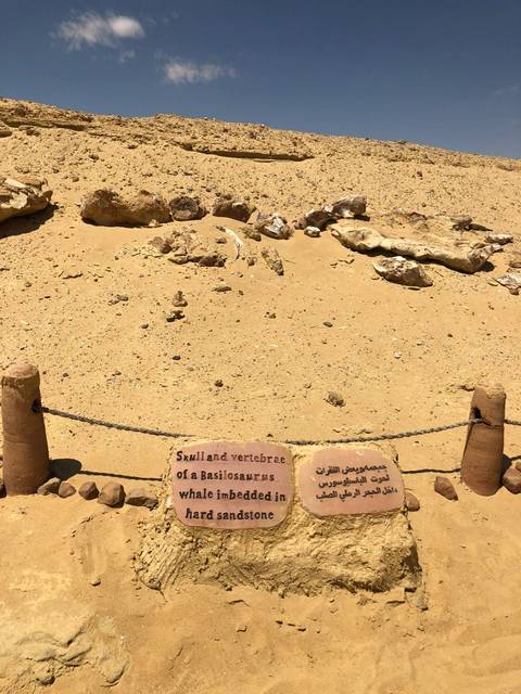 Information display about basilosaurs fossils.