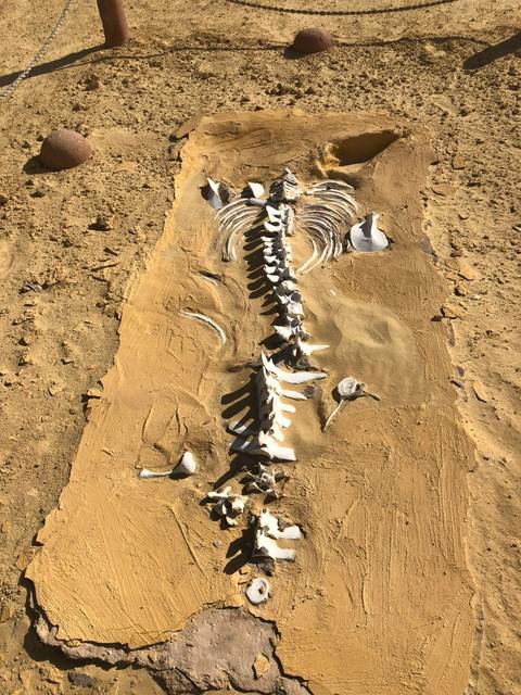 Close-up view of fossil remains in desert sand.