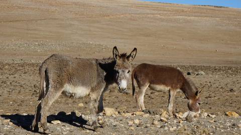       Two donkeys standing on barren land.
  