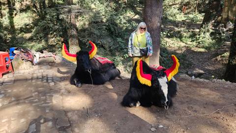 Woman standing near yaks with decorated horns.